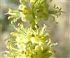  Inflorescence
